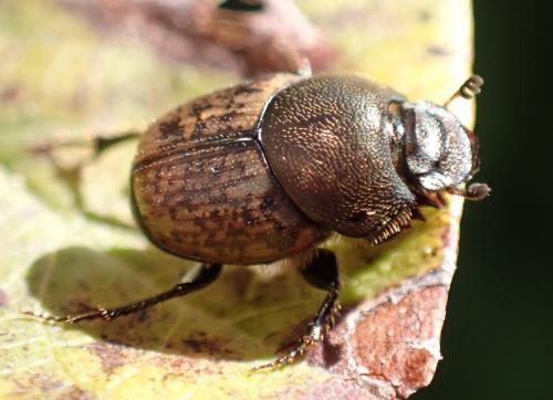 Onthophagus similis